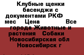 Клубные щенки басенджи с документами РКФ - 2,5 мес. › Цена ­ 20 000 - Все города Животные и растения » Собаки   . Новосибирская обл.,Новосибирск г.